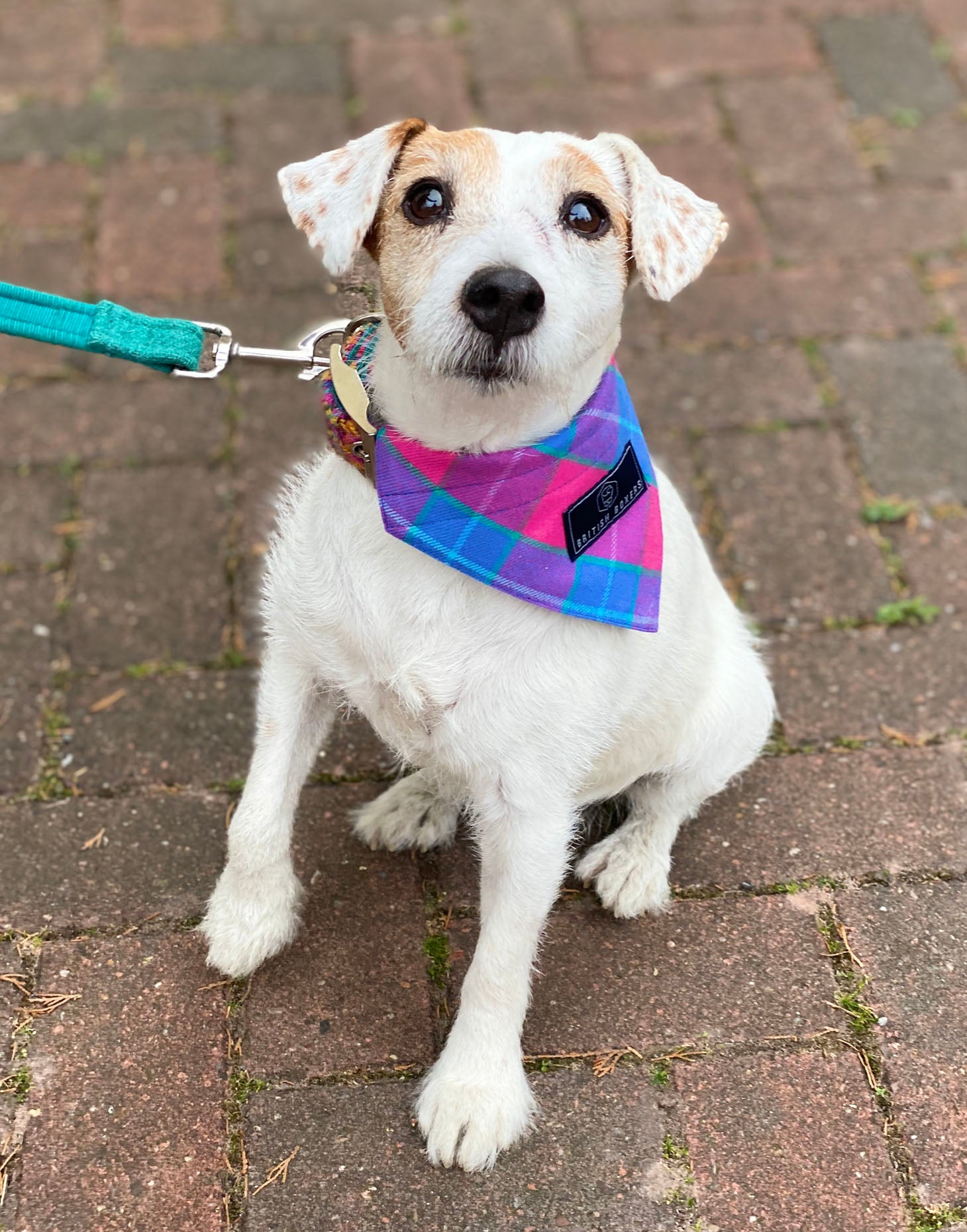 Dog Bandana – Pink Tartan